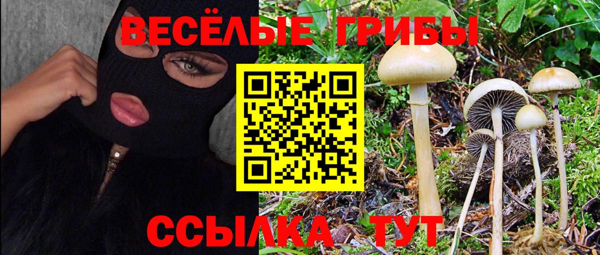 Балашов  Псилоцибиновые грибы Psilocybine cubensis  Вход с VPN 